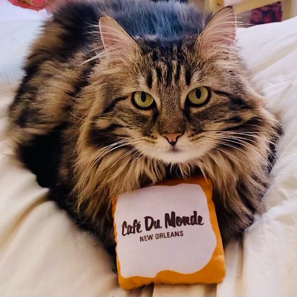 Bijoux with the Cafe du Monde Beignet Cat Toy